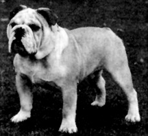 Photo of Foresquare Hunky Dory                   