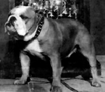 Photo of Greathill Starturn                      