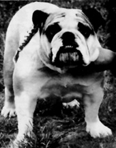 Photo of Gwenstan Lady Tobie Le Turves           