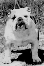 Photo of Hobtop Charisma                         
