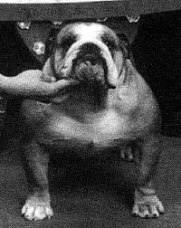 Photo of Hobtop Lucky Charm of Bollgalde         