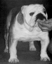 Photo of Hobtop Sentinel                         