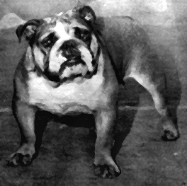 Photo of Holeyn Duchess                          
