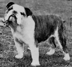 Photo of Holeyn Hell of a Fella of Baytor        