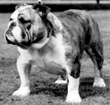 Photo of Isgraig Looby Lou                       