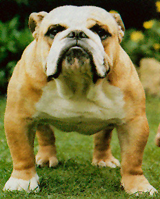 Photo of Isgraig Red Baron                       