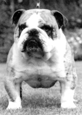 Photo of Isgraig Wonderful Walter                