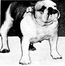 Photo of Jackath Silver Cloud                    