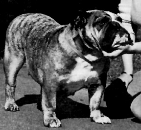 Photo of Joymuir Winky Woo of Willsmere          