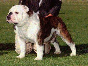 Photo of Kelloe Local Hero                       