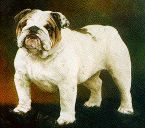 Photo of Kelloe White Glove                      