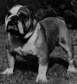 Photo of Kilbarchan's Lord Percy                 