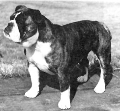 Photo of Kilbarchans Talullah                    