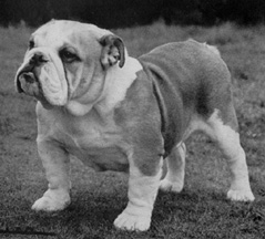 Photo of Kingrock Buster                         