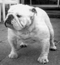 Photo of Kingrock Viscount De Coste              
