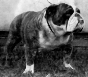 Photo of Kippax Doublenought                     